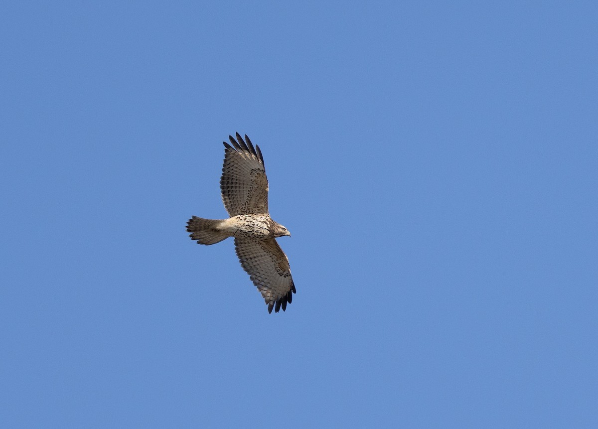 Red-shouldered Hawk - Sandy & Bob Sipe