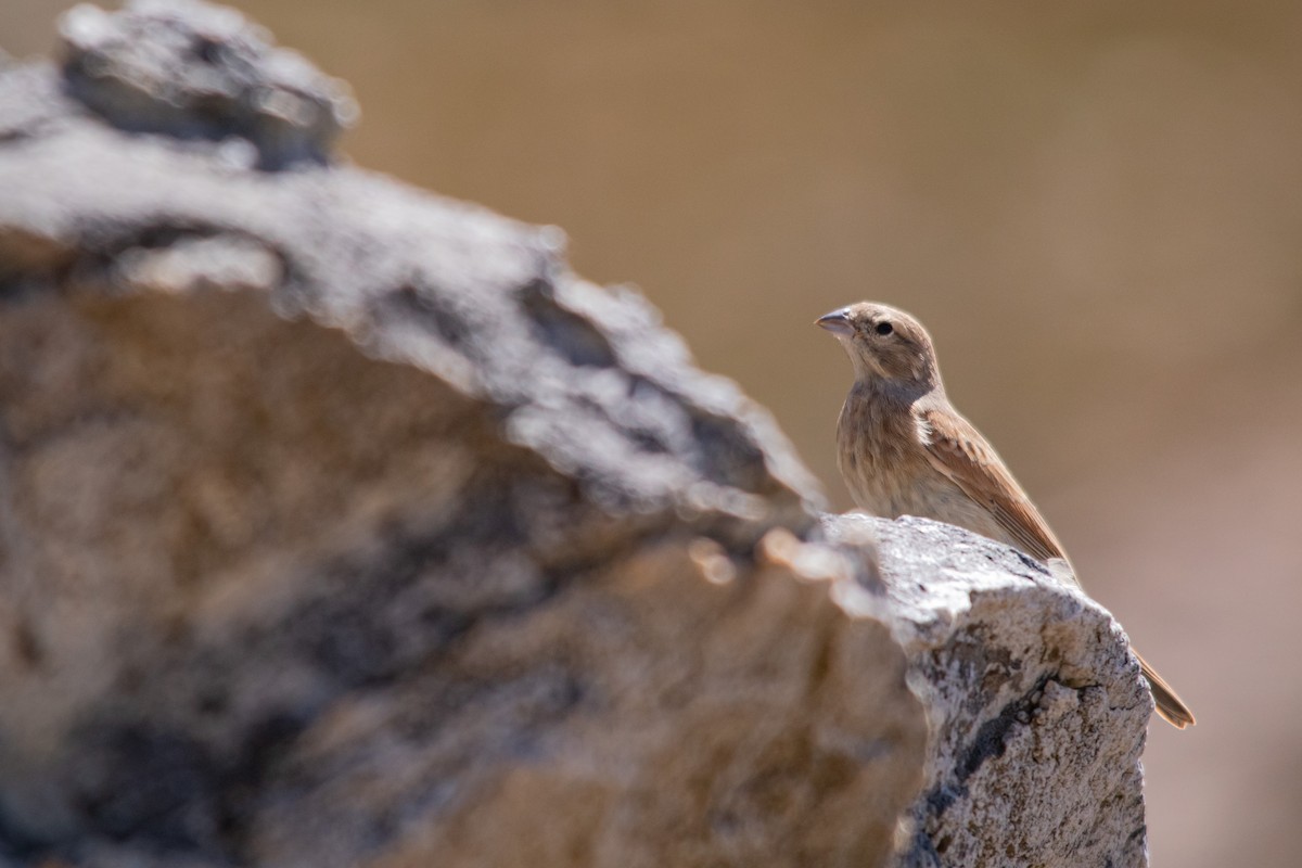 Lark-like Bunting - ML612156005