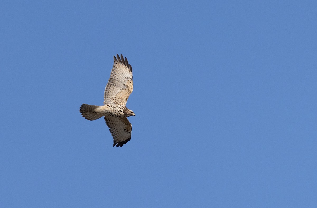 Red-shouldered Hawk - ML612156006