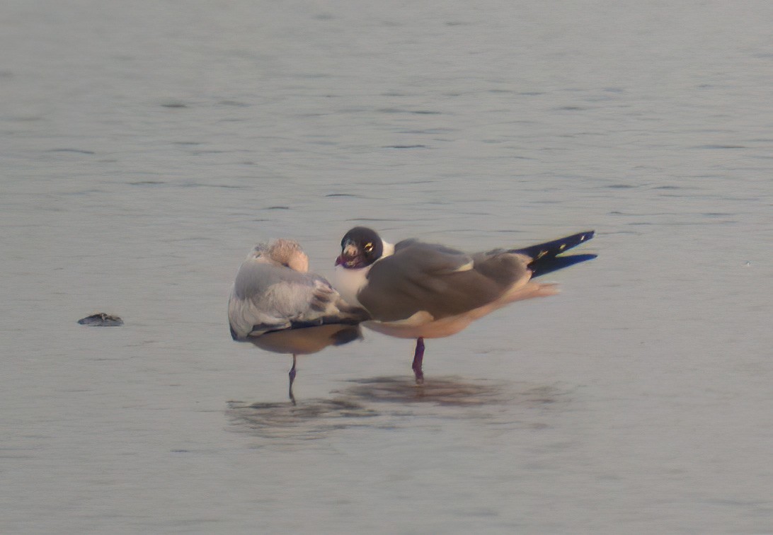 Laughing Gull - ML612156009