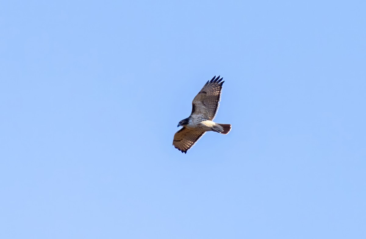 Red-tailed Hawk - ML612156014