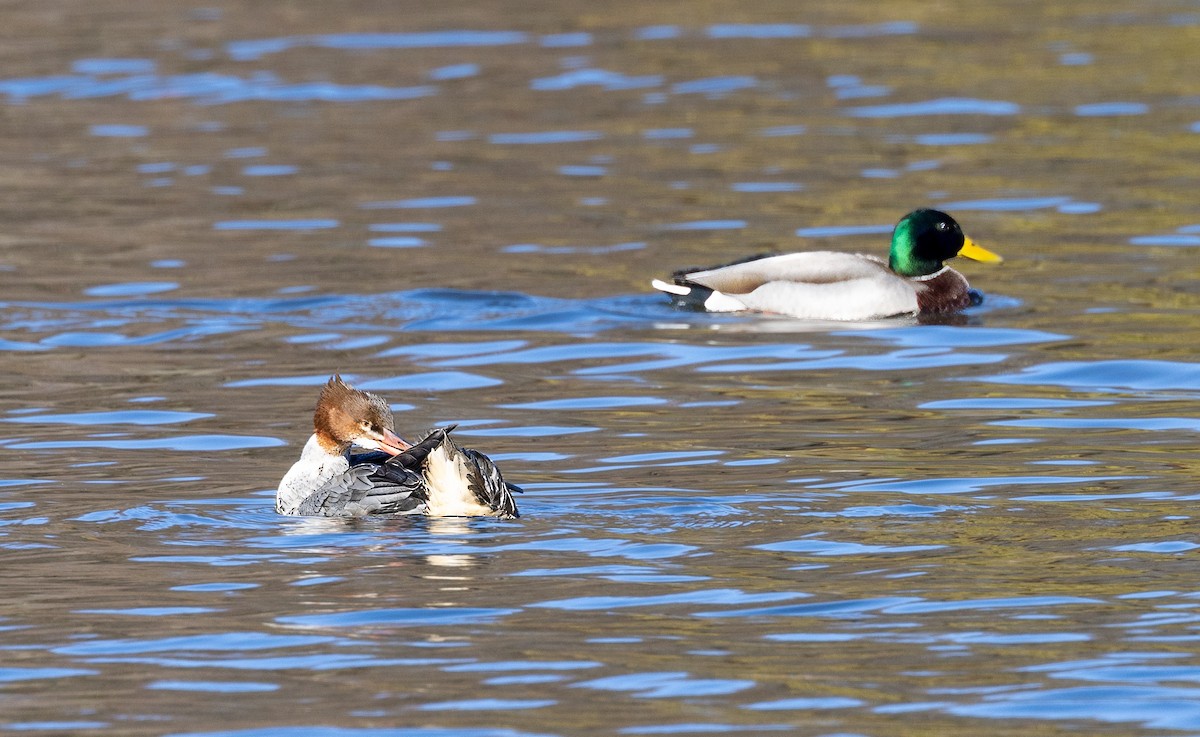 Common Merganser - ML612156020