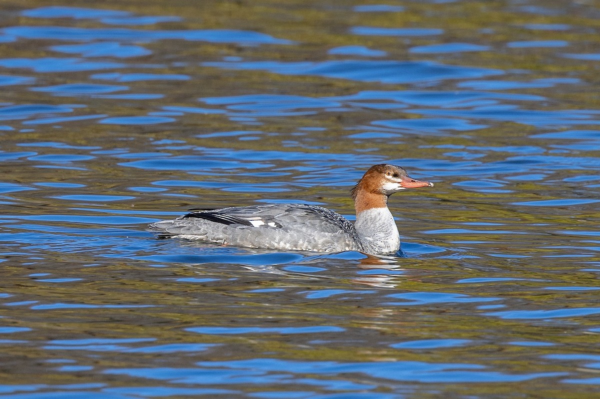 Common Merganser - ML612156021