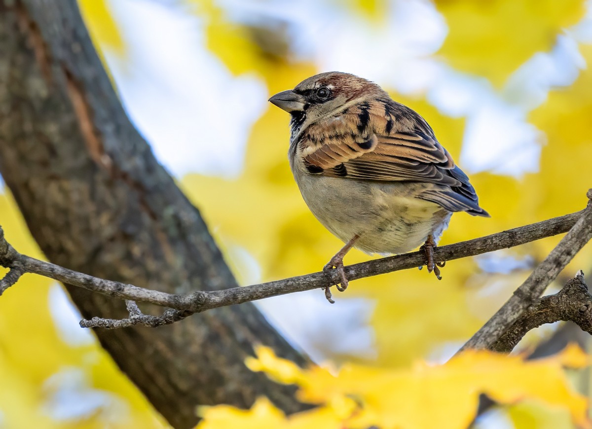 House Sparrow - ML612156042