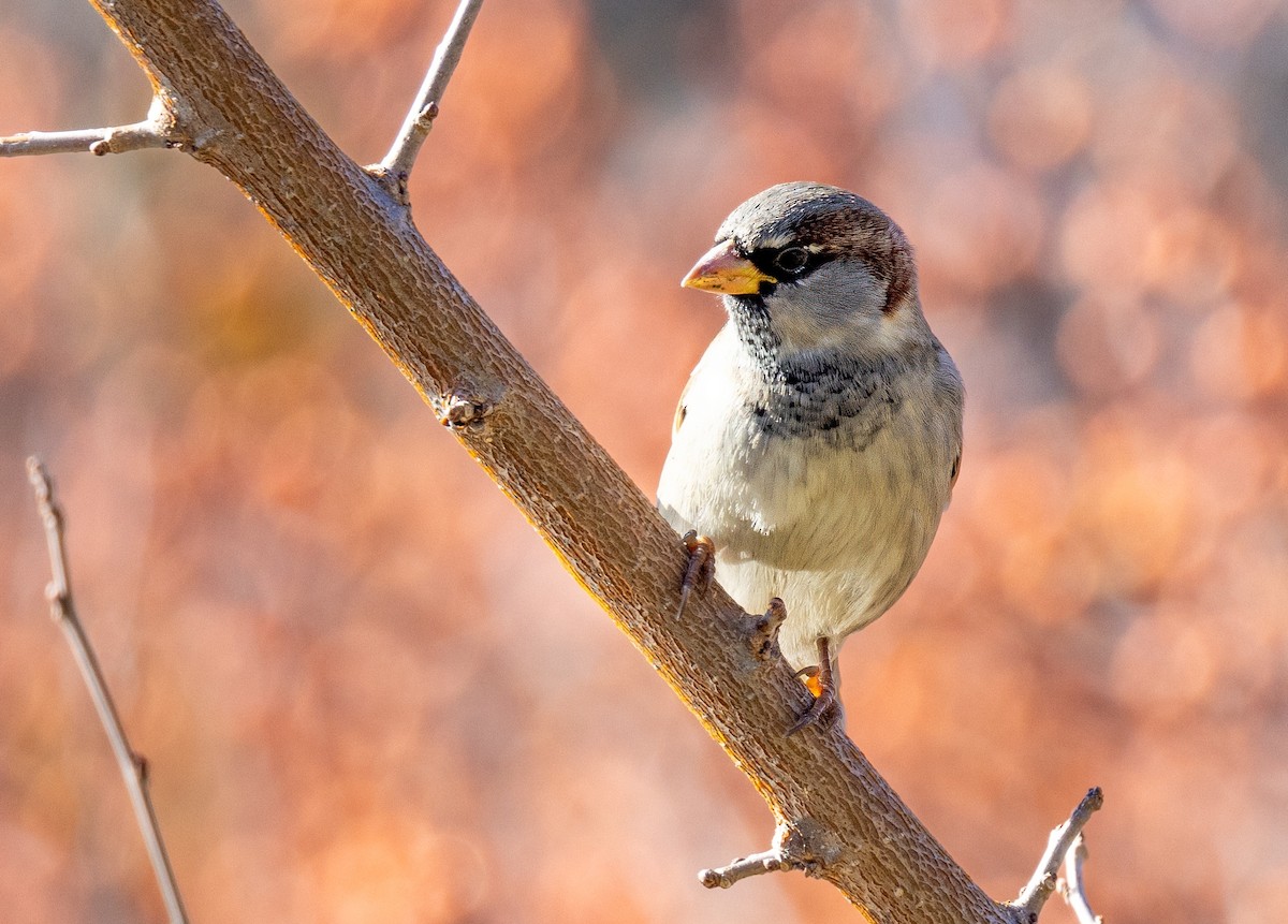 House Sparrow - ML612156044