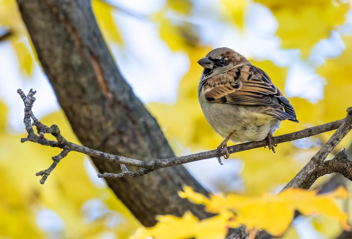 House Sparrow - ML612156045