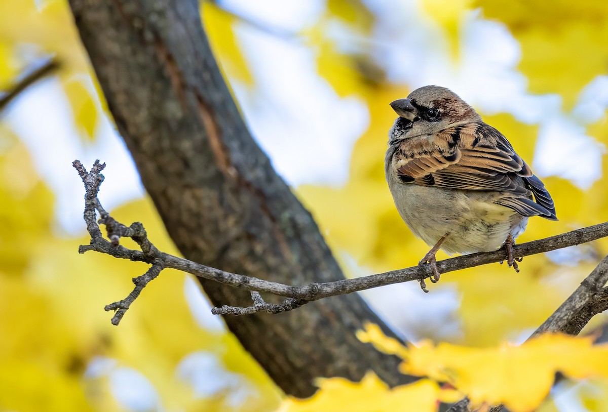 House Sparrow - ML612156046