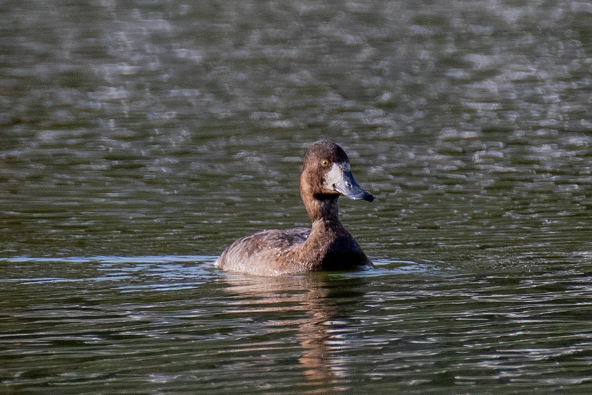 Greater Scaup - ML612156088