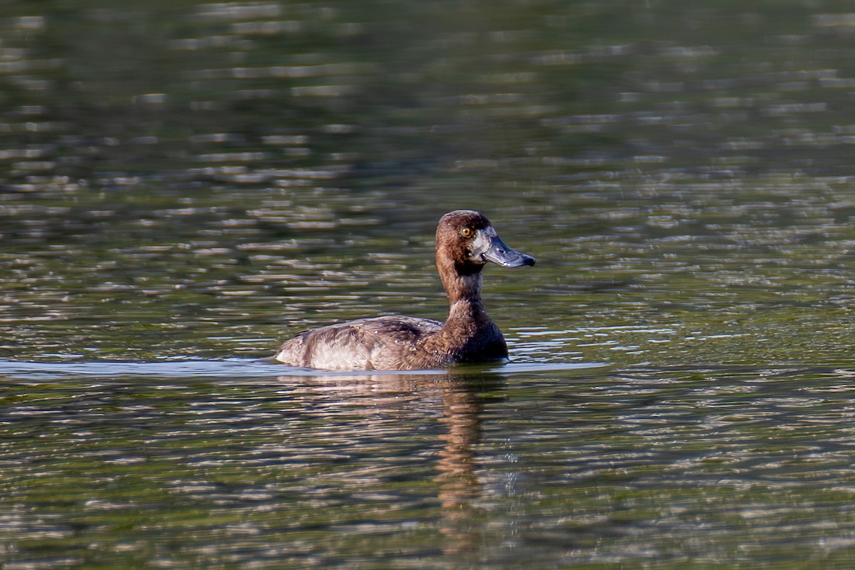 Greater Scaup - ML612156090