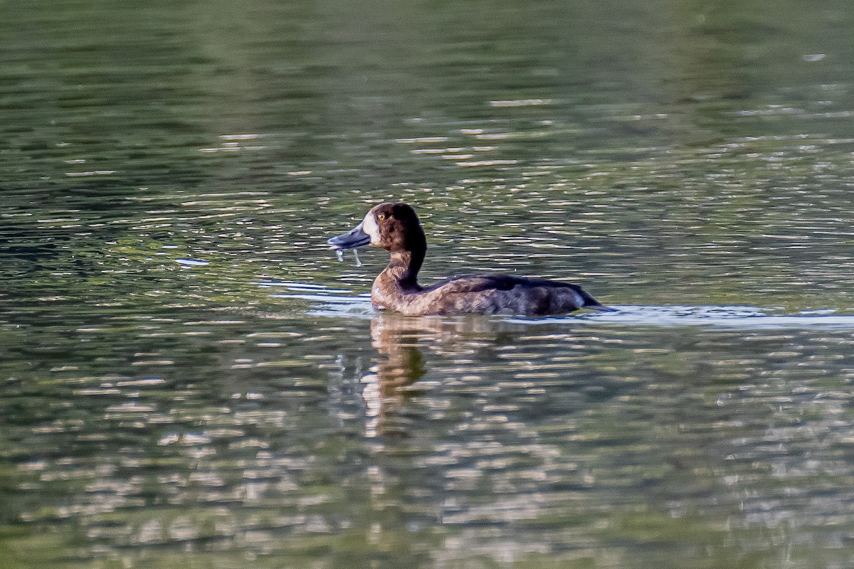 Greater Scaup - ML612156092