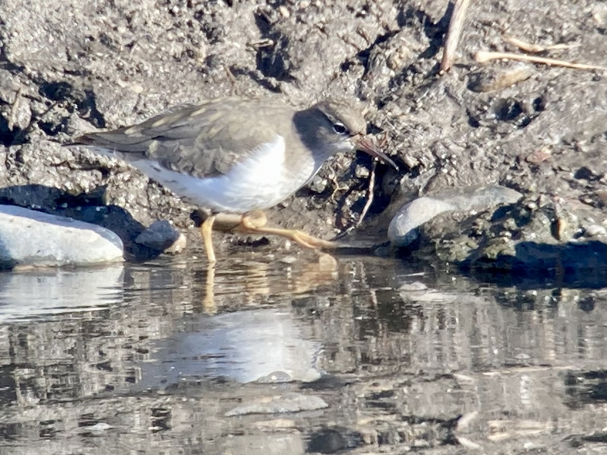 Spotted Sandpiper - Kenny Frisch