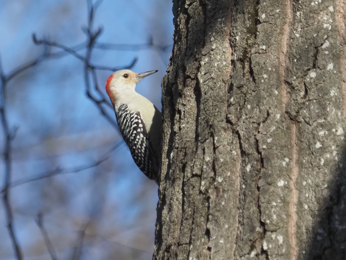 Red-bellied Woodpecker - Bill Bunn