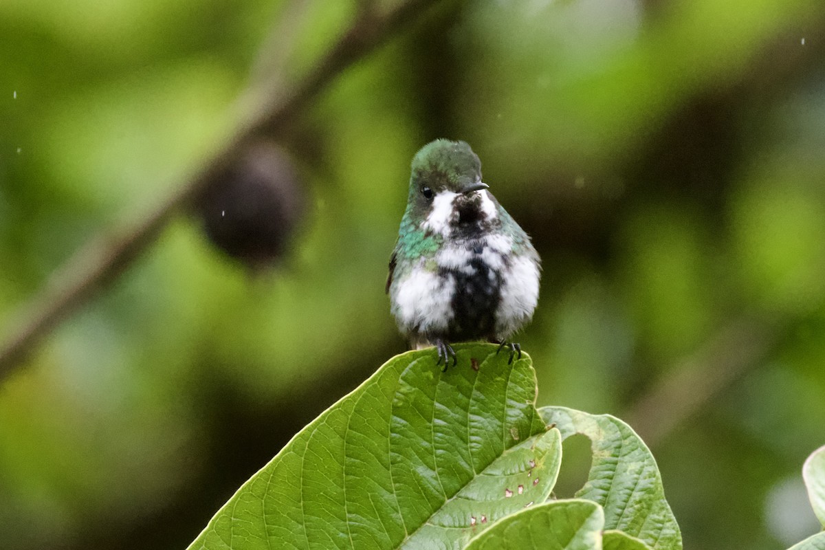 Rabudito Verde - ML612156242