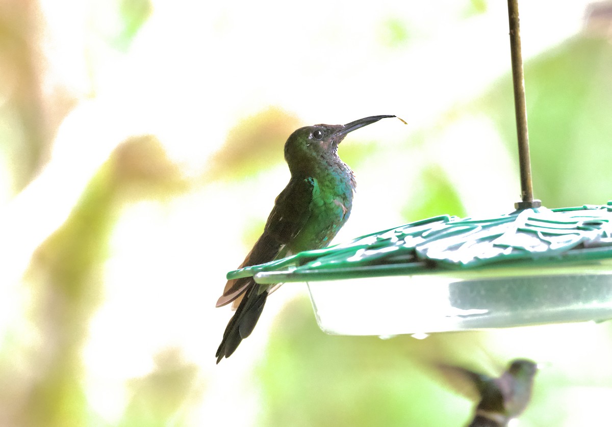 Green-crowned Brilliant - ML612156259