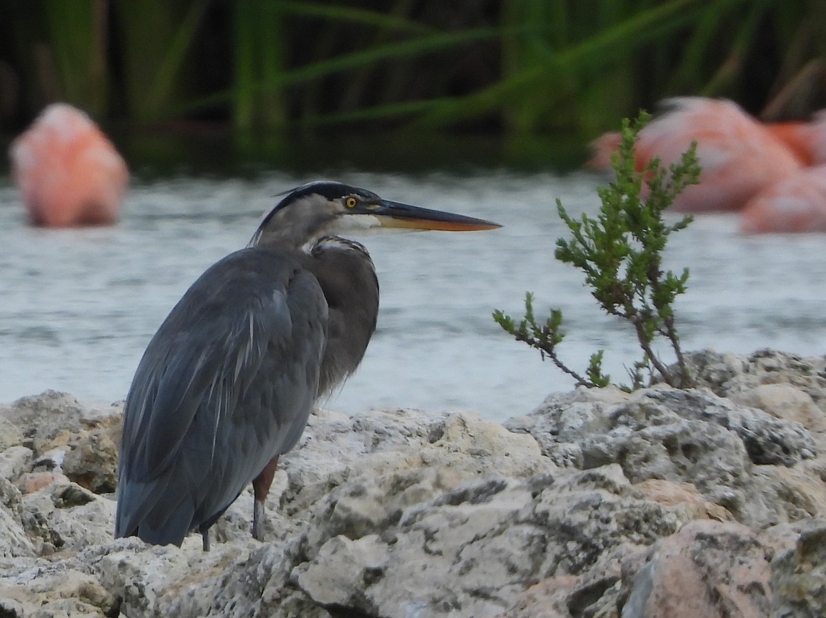 Great Blue Heron - ML612156314