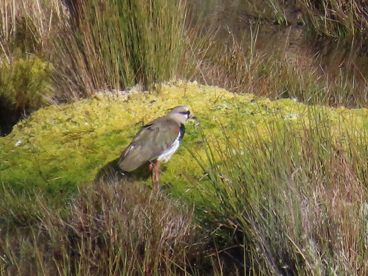 Southern Lapwing - ML612156348