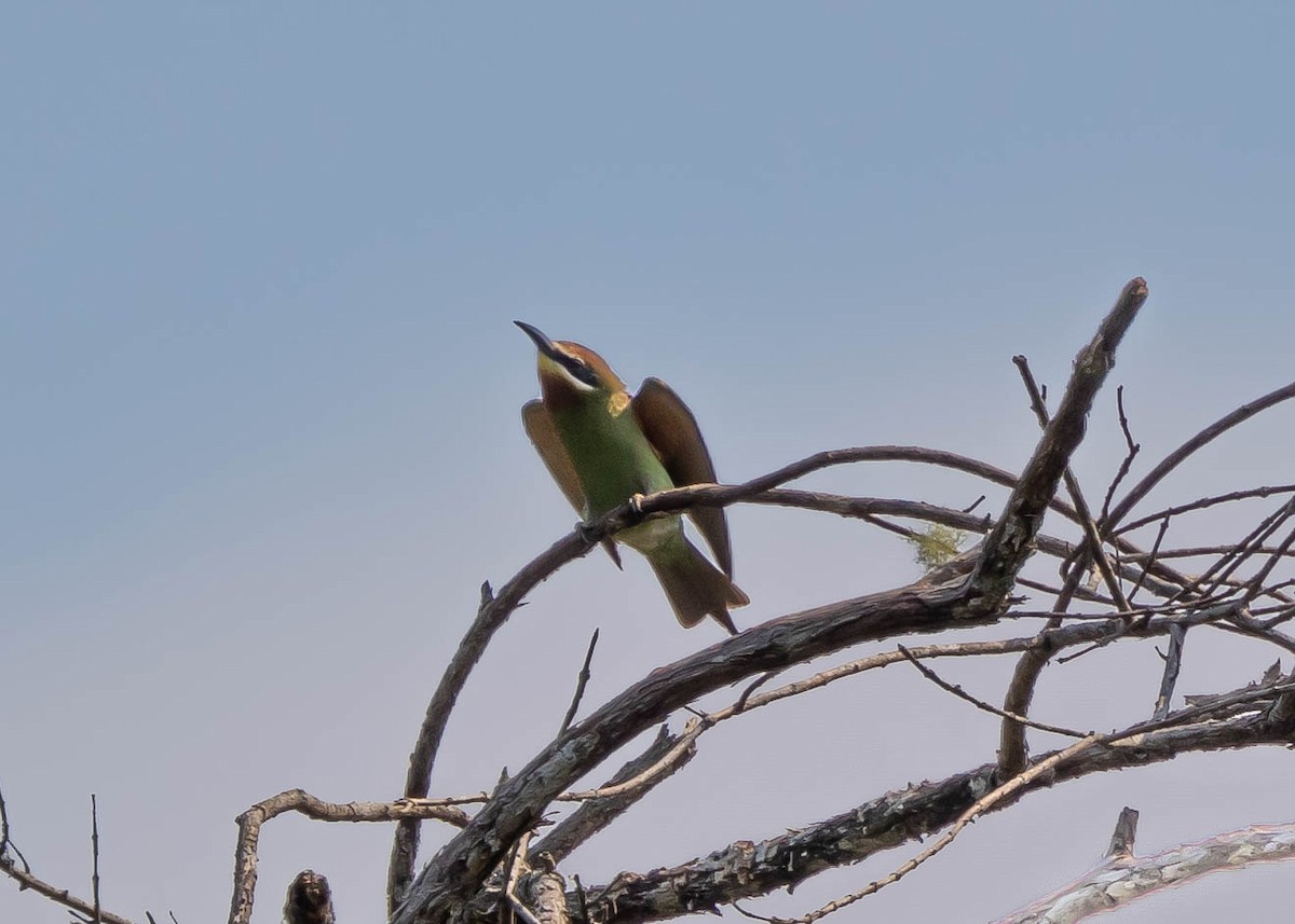 Madagascar Bee-eater - Ian Burgess