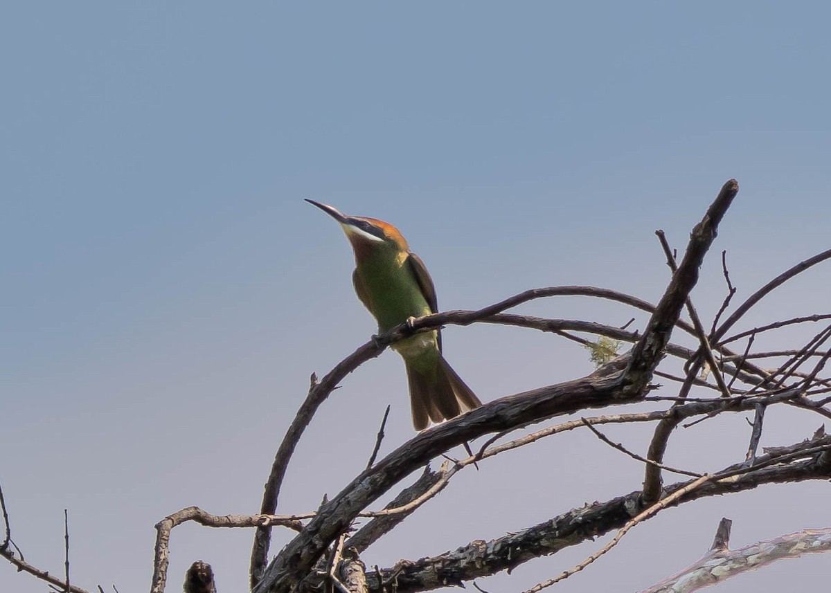 Madagascar Bee-eater - Ian Burgess