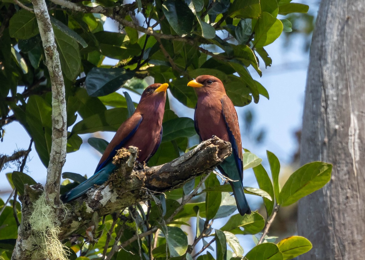 Broad-billed Roller - Ian Burgess