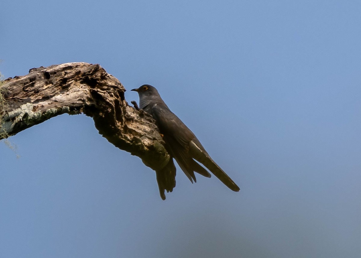 Madagascar Cuckoo - ML612156389