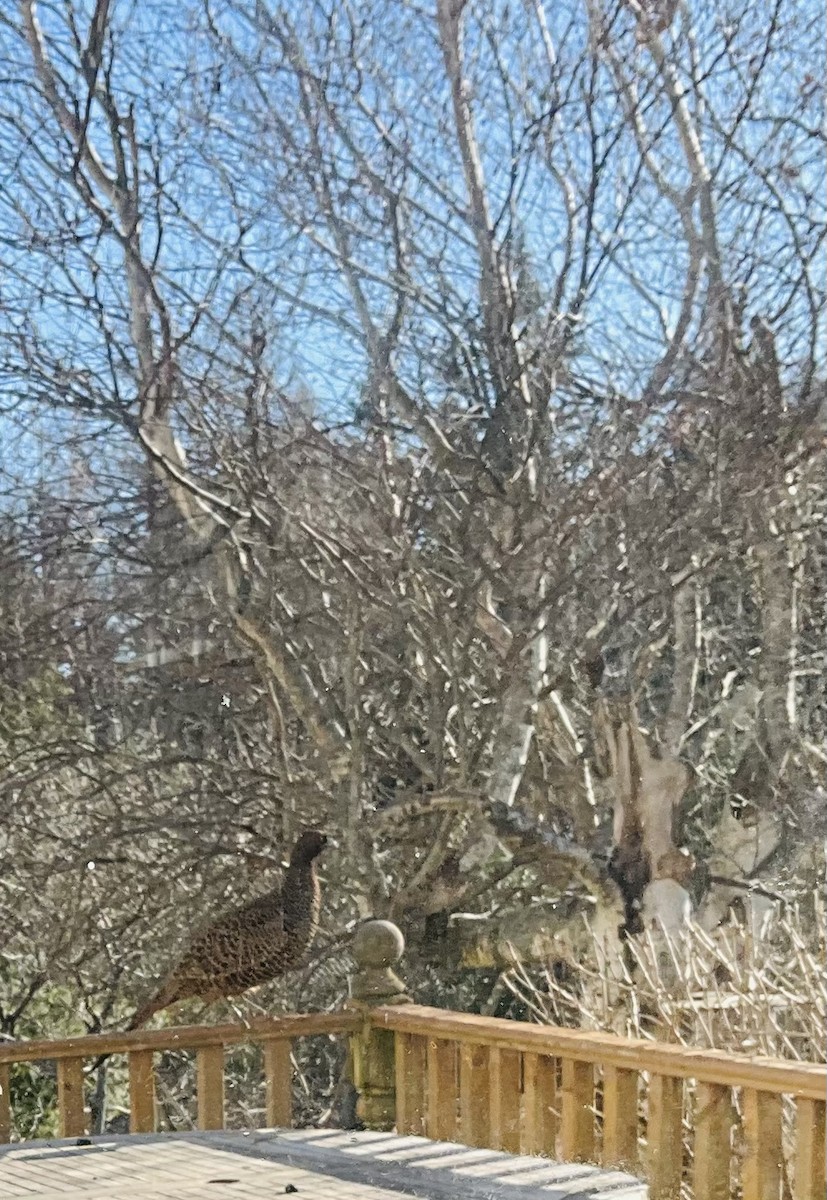 Ring-necked Pheasant - ML612156407