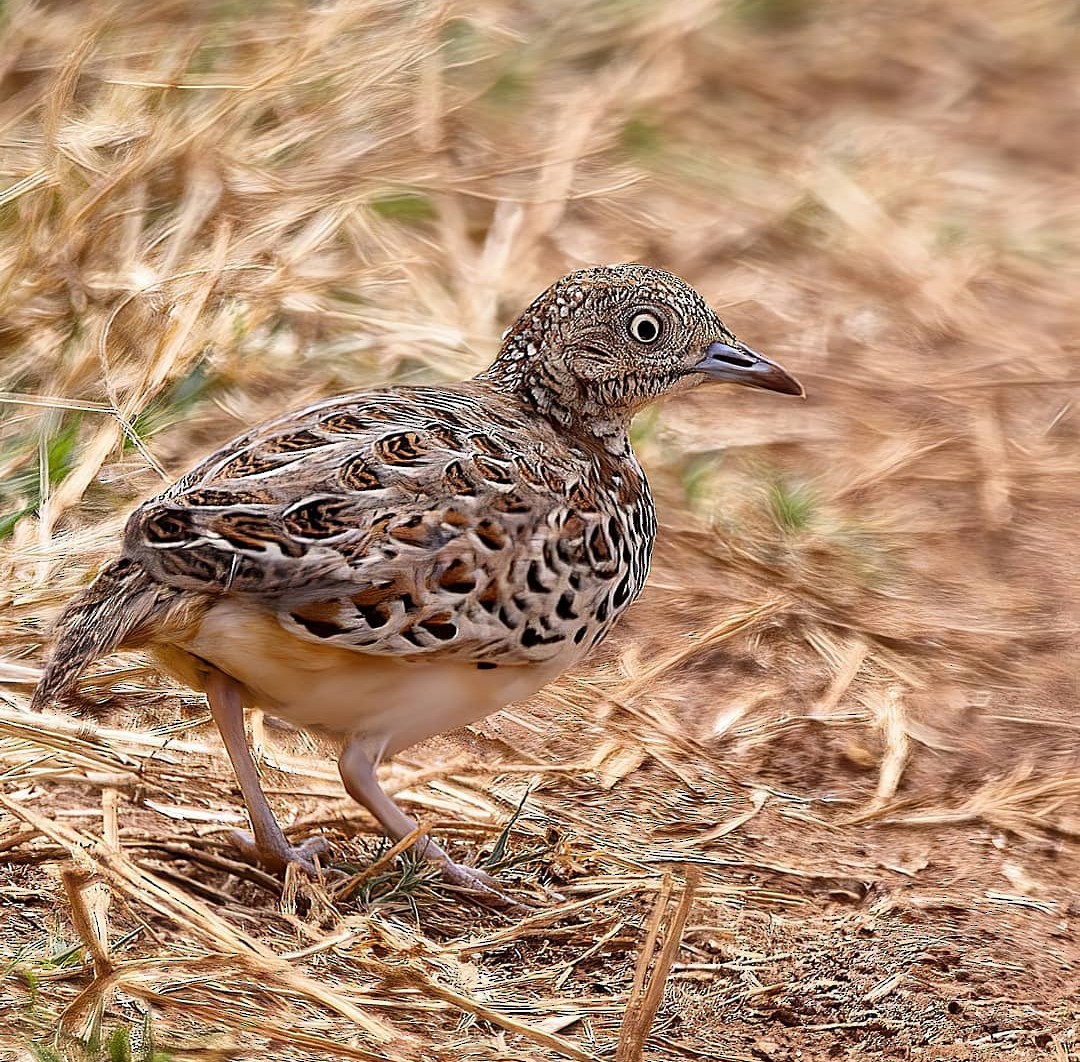 Small Buttonquail - ML612156413