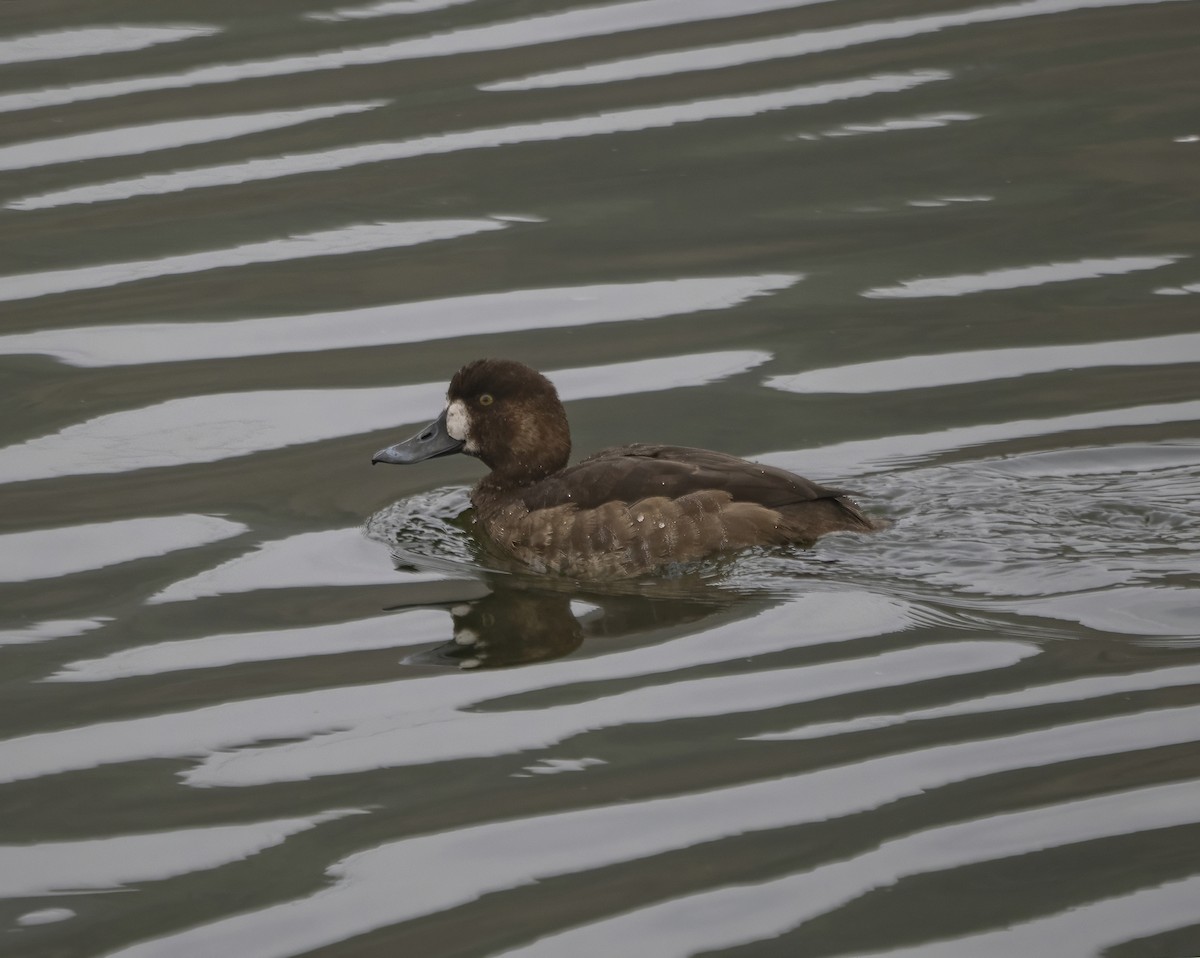 Greater Scaup - Guillermo Risco