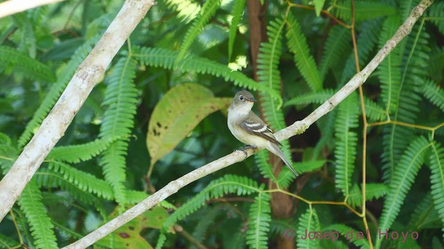 Acadian Flycatcher - ML612156462