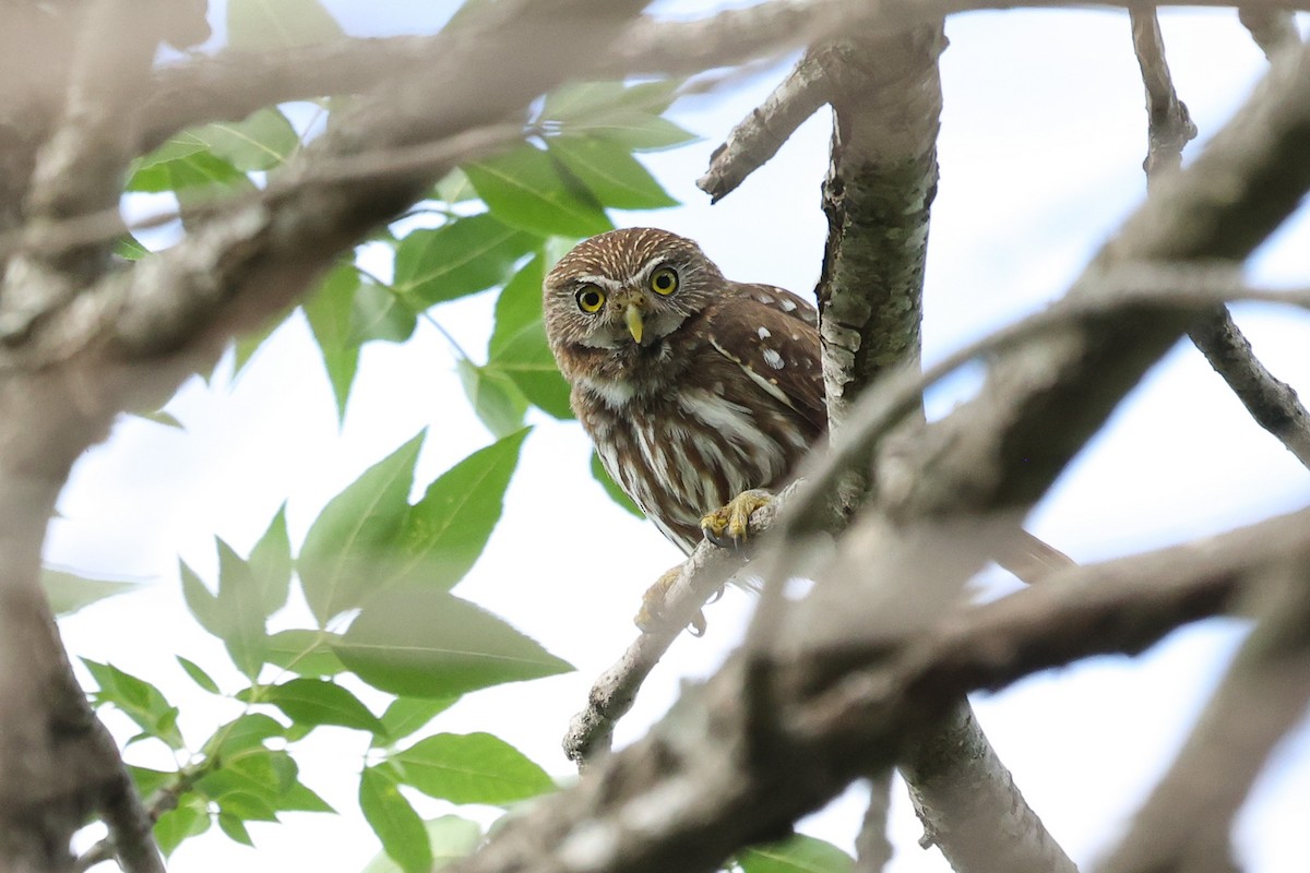 Ferruginous Pygmy-Owl - ML612156567