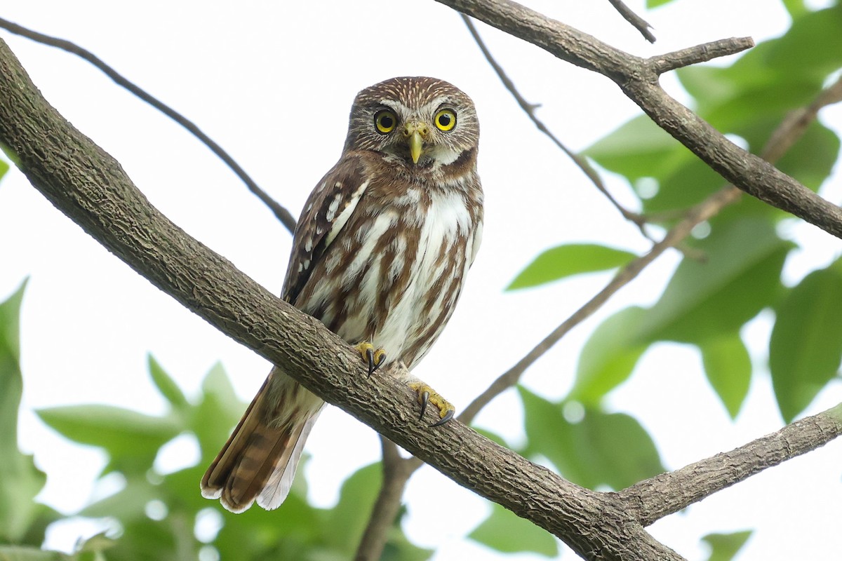 Ferruginous Pygmy-Owl - ML612156568