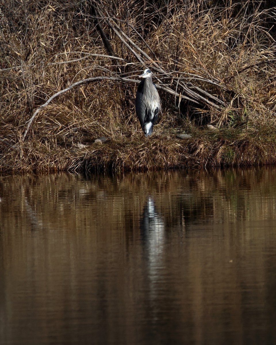 Great Blue Heron - ML612156572