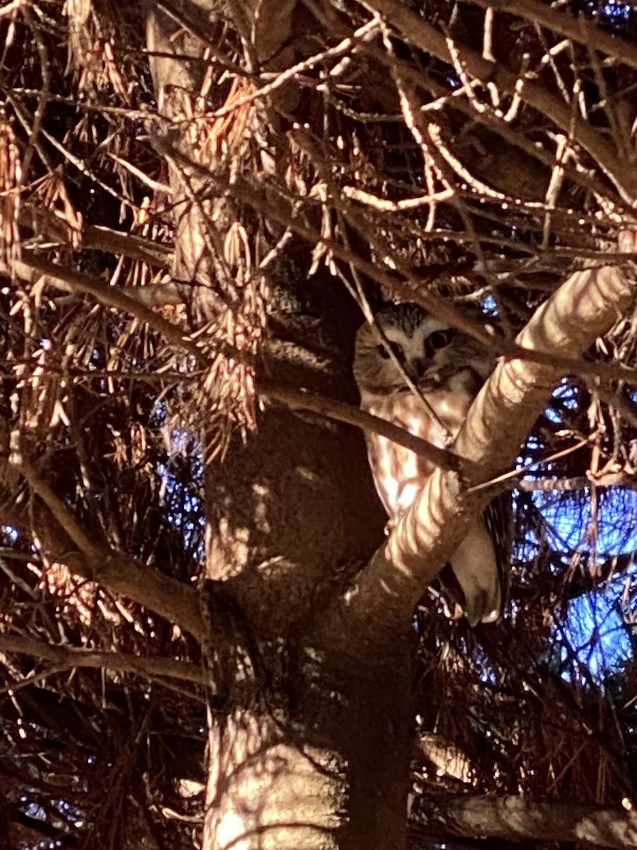 Northern Saw-whet Owl - ML612156597