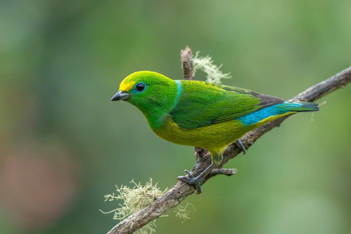 Blue-naped Chlorophonia - Marc Kramer | Birding by Bus