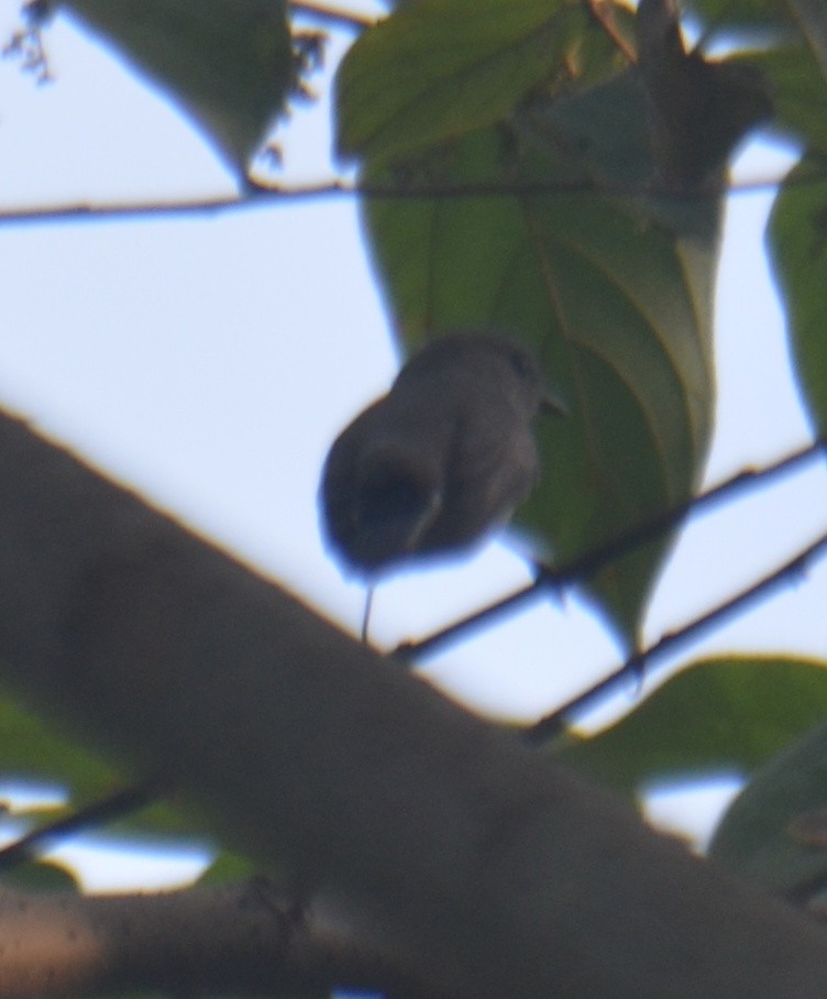 Taiga Flycatcher - Premchand Reghuvaran