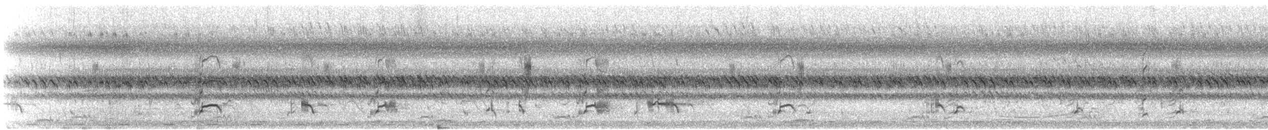 slípka australasijská - ML612156618