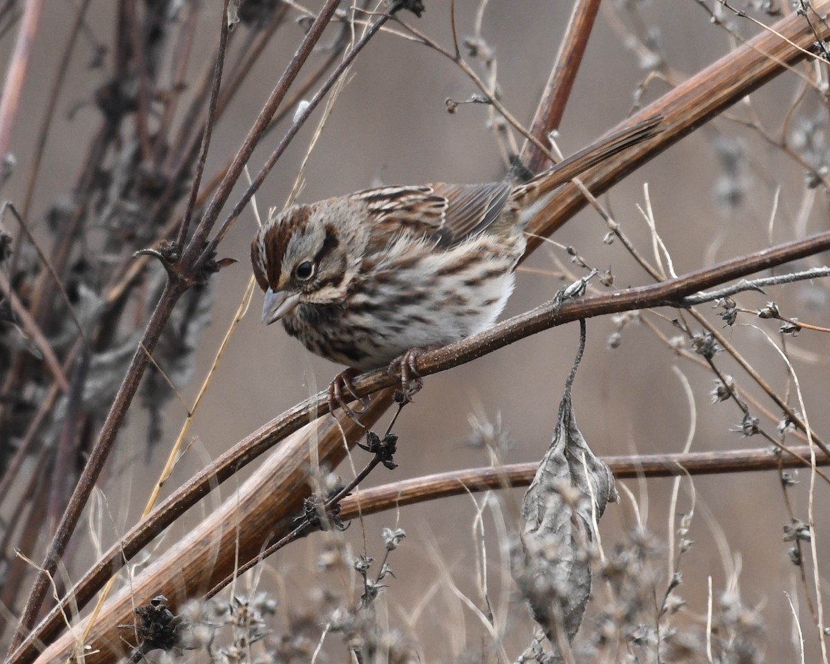 Song Sparrow - Joanne Dial