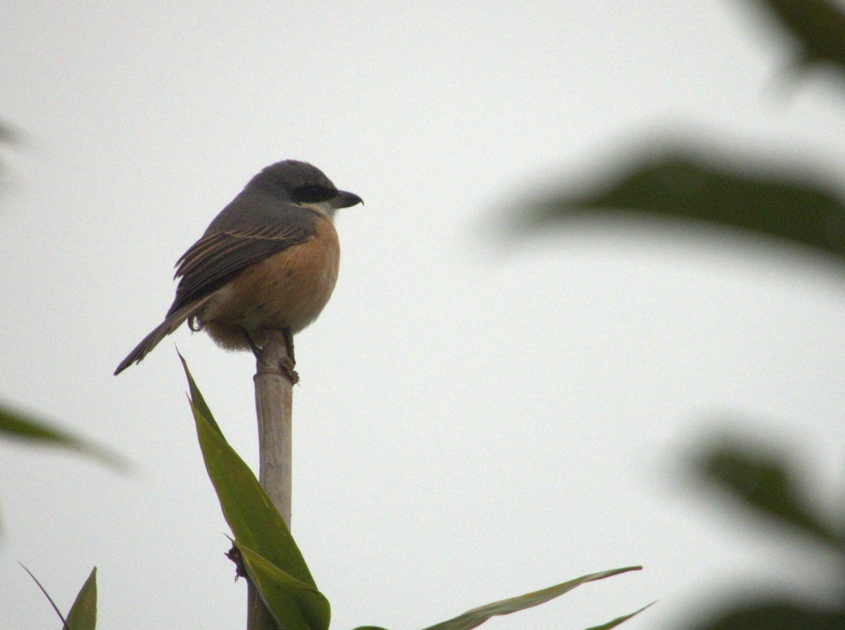 Gray-backed Shrike - ML612156722