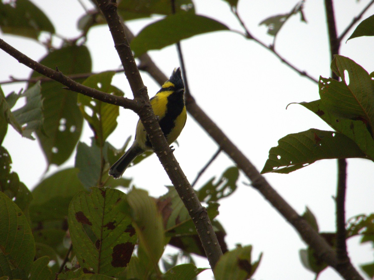 Himalayan Black-lored Tit - ML612156728