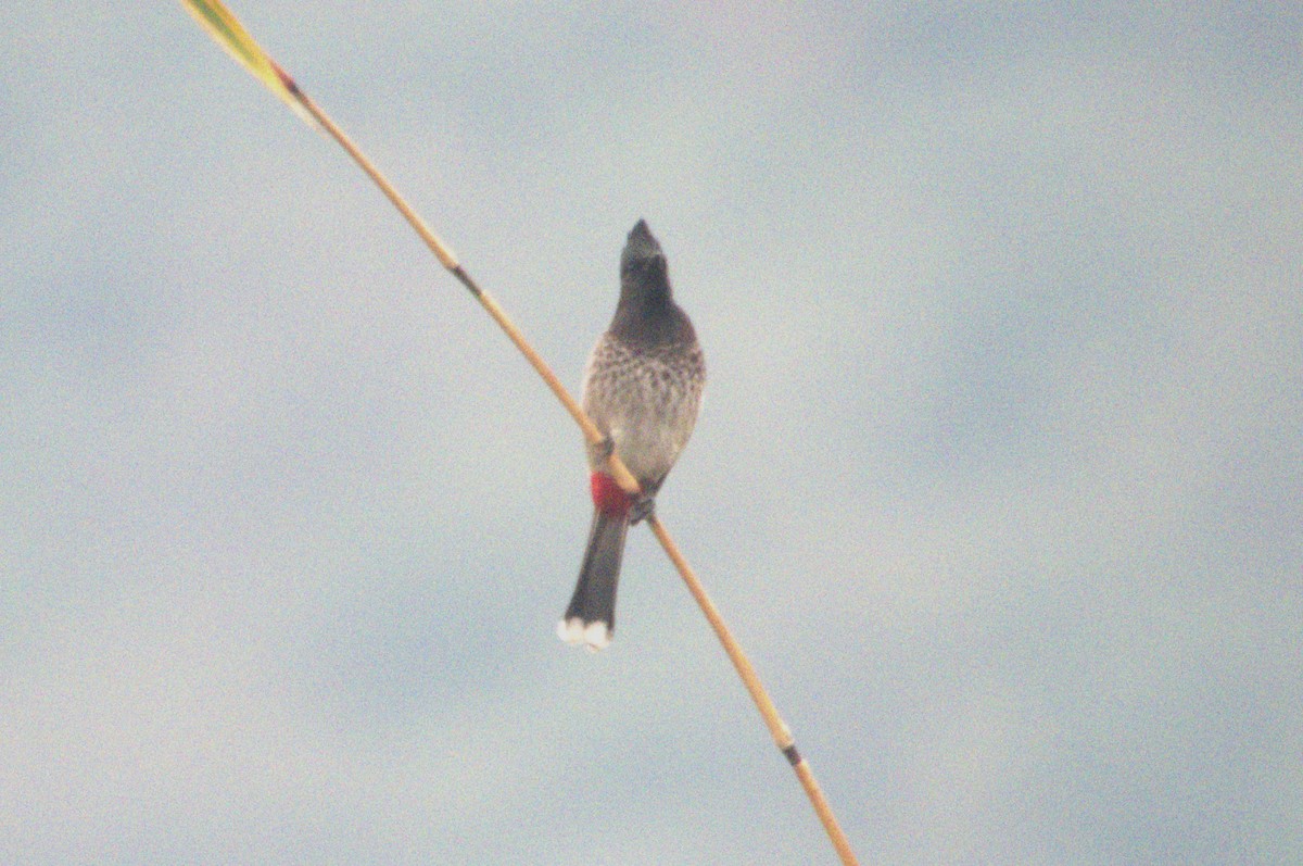 Red-vented Bulbul - Nathan Bremer