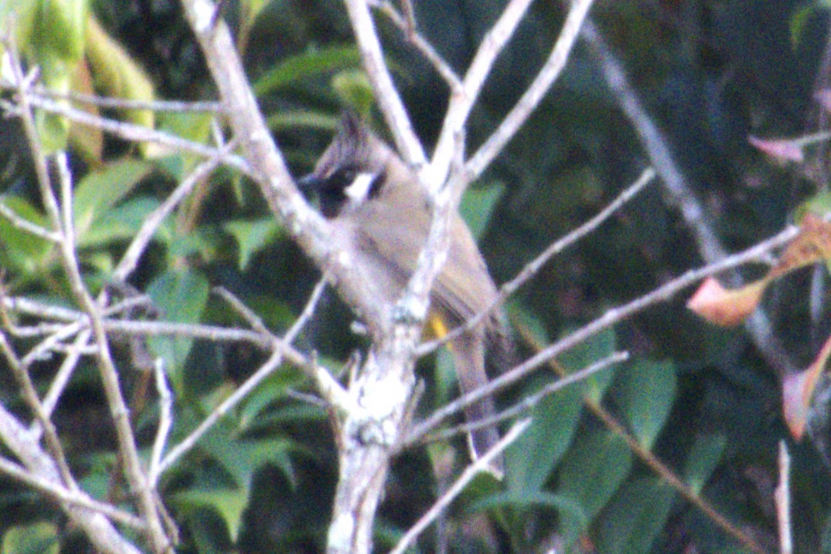 Himalayan Bulbul - ML612156736