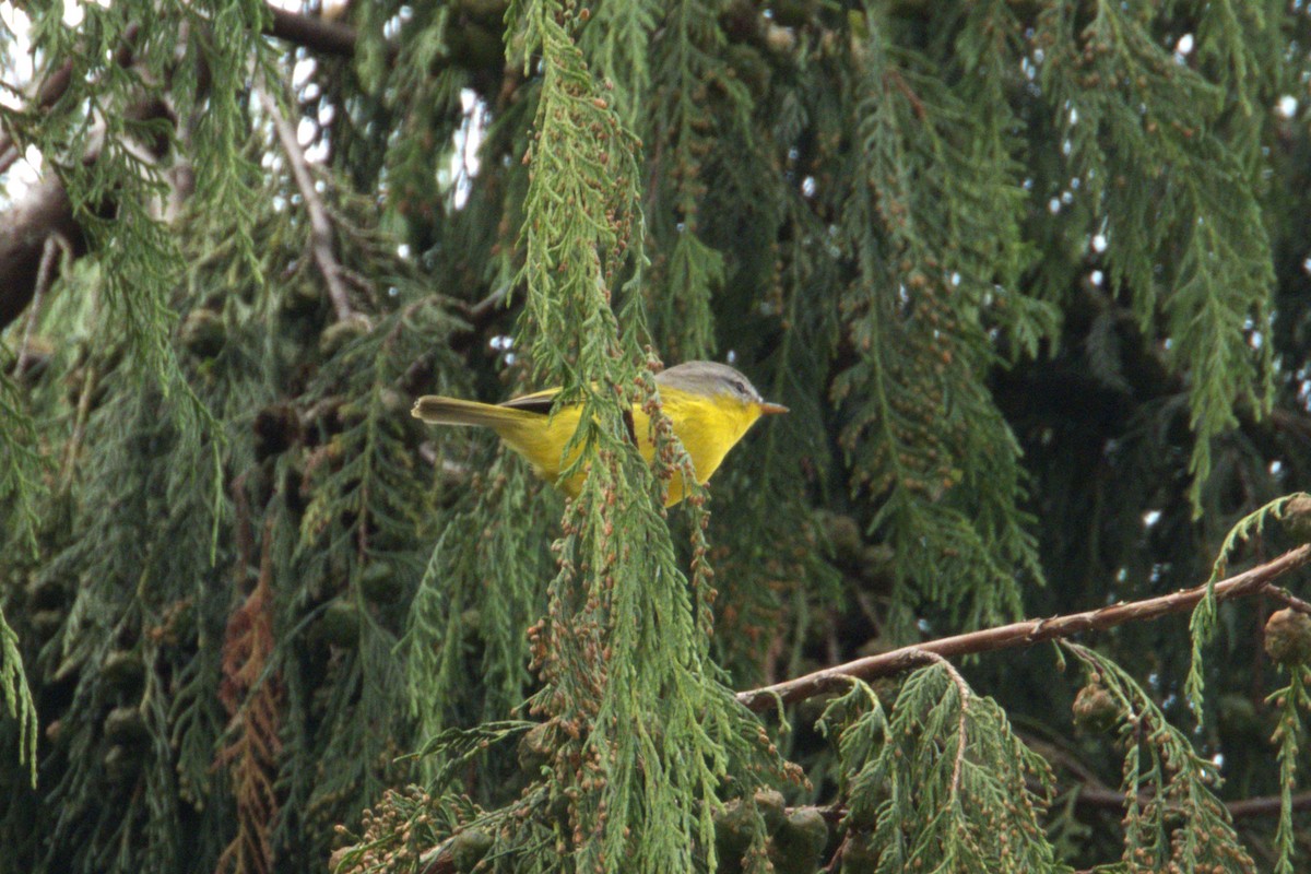 Gray-hooded Warbler - ML612156742