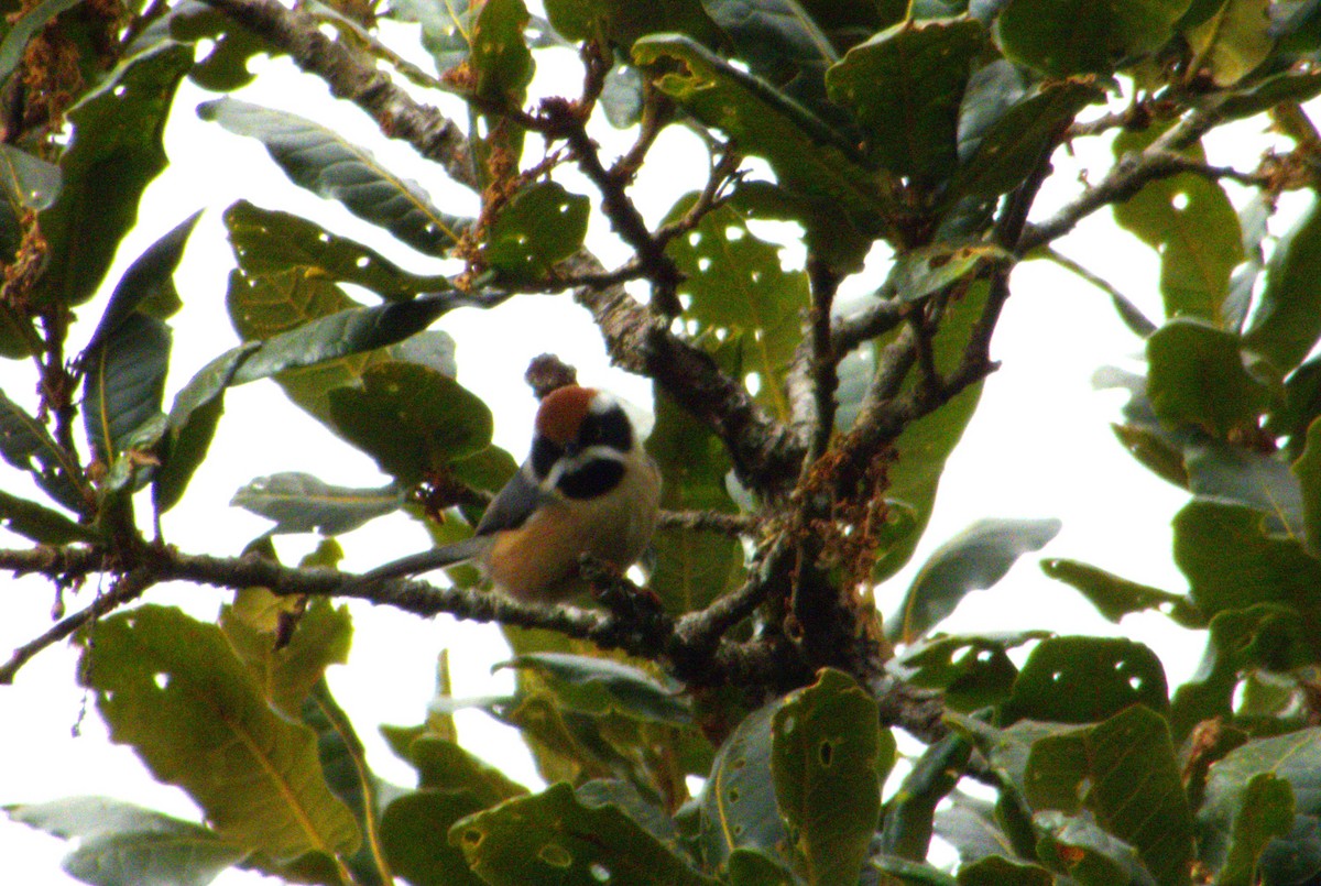 Black-throated Tit - ML612156743