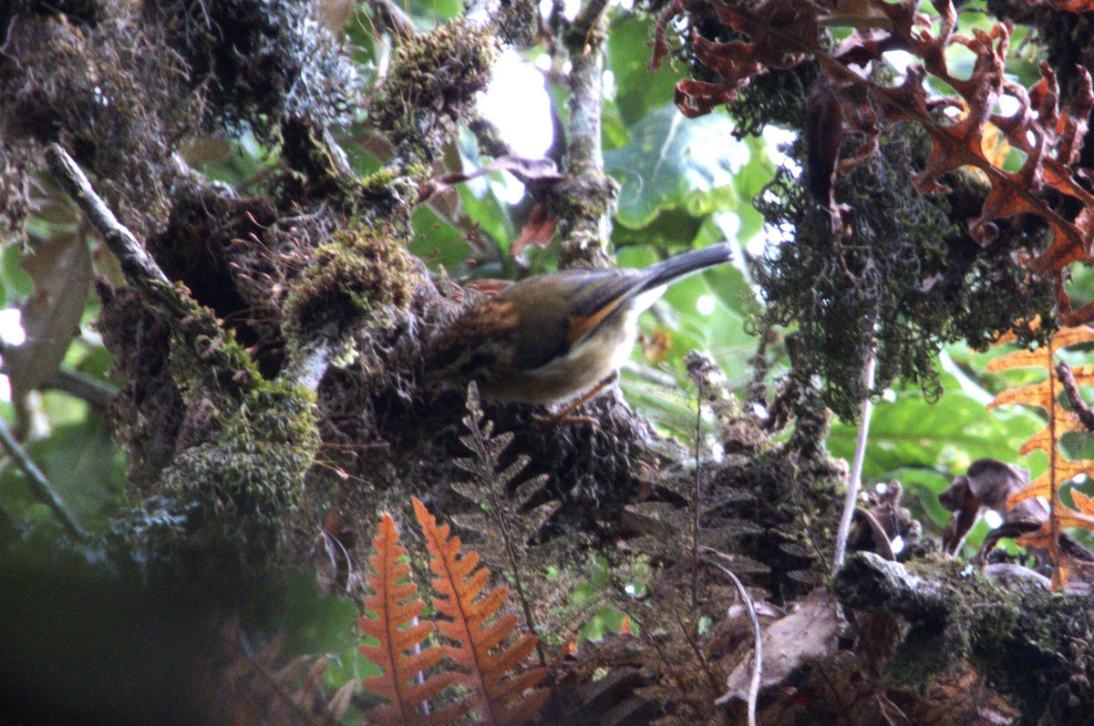 Rufous-winged Fulvetta - ML612156770