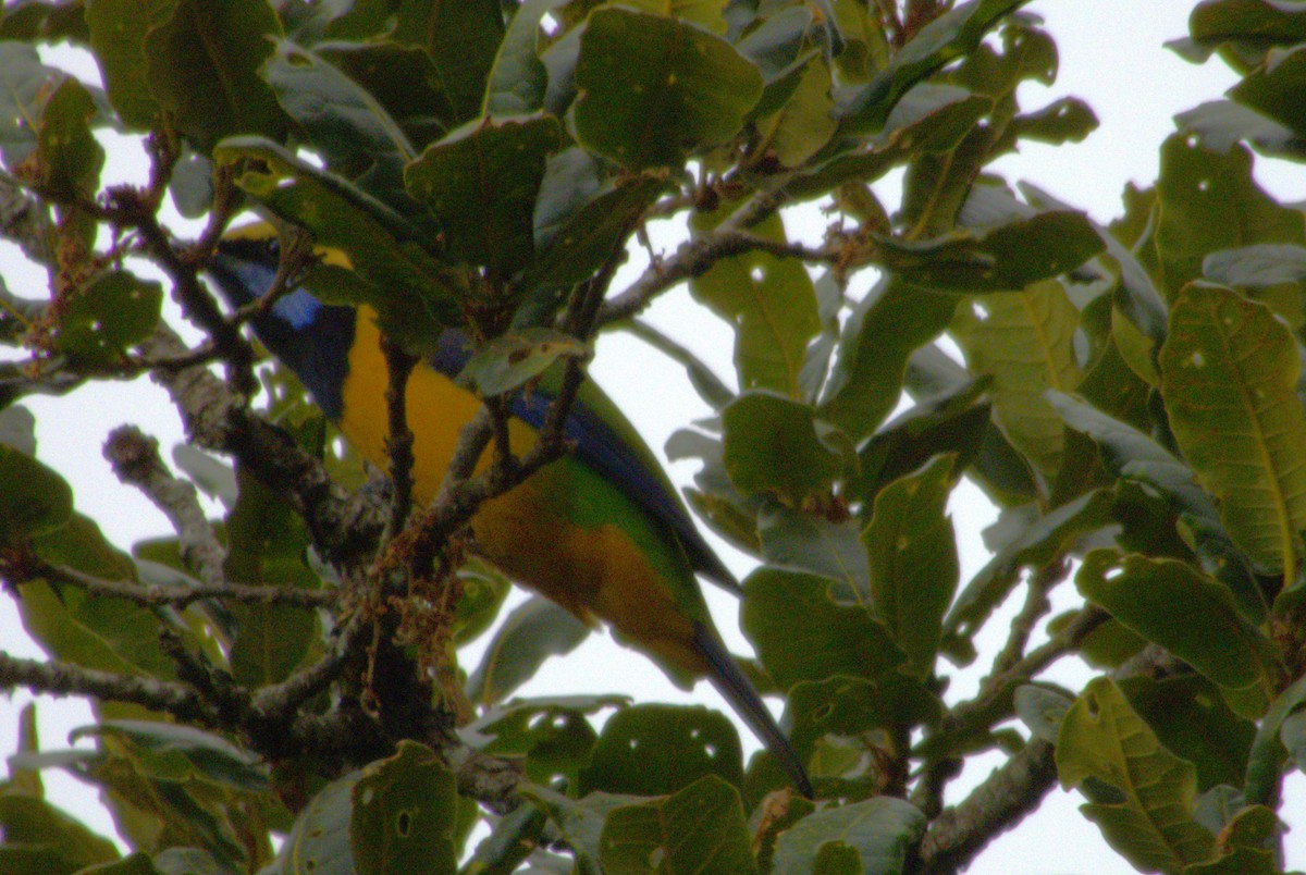 Orange-bellied Leafbird - ML612156784