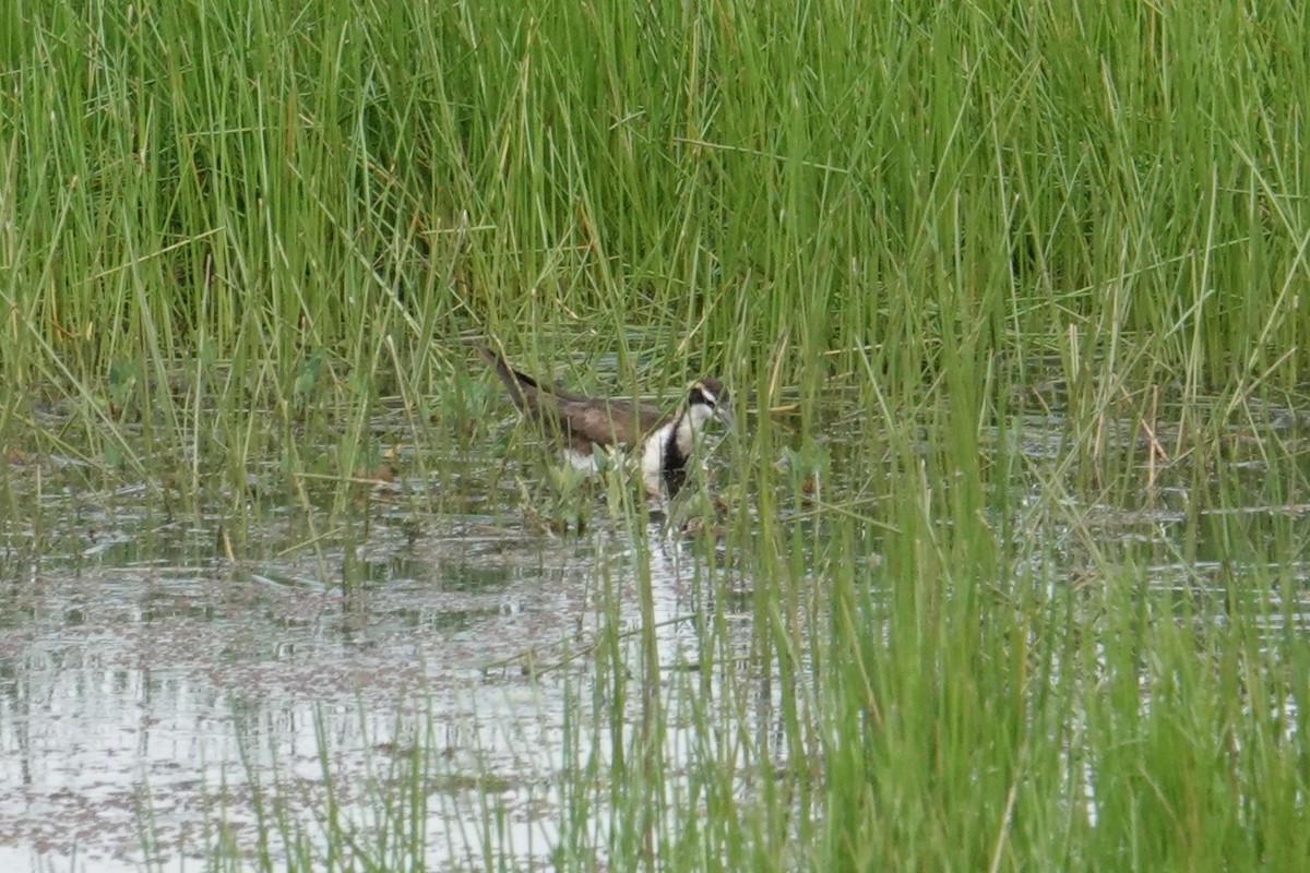 Bronze-winged Jacana - Steve Kornfeld