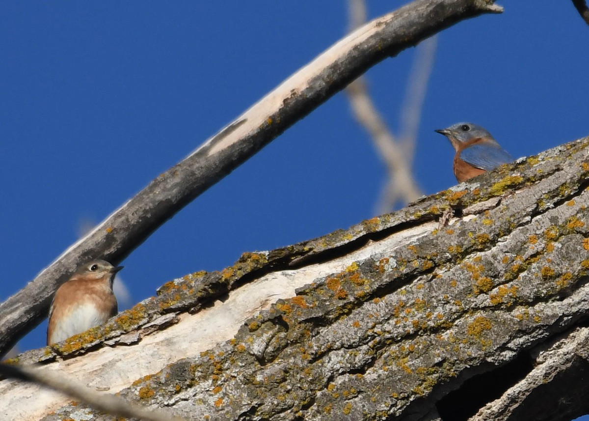 Eastern Bluebird - ML612156812