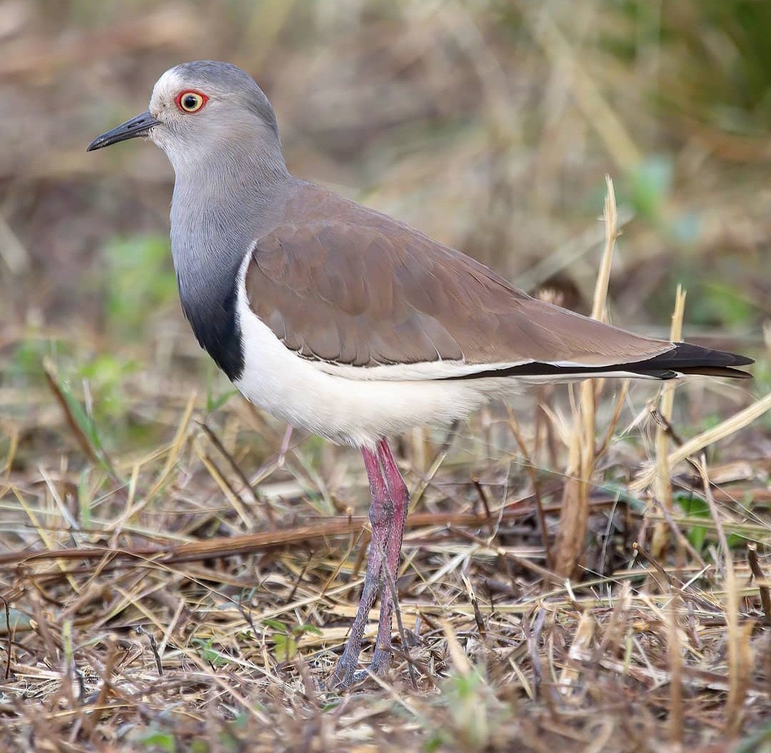 Black-winged Lapwing - ML612156848