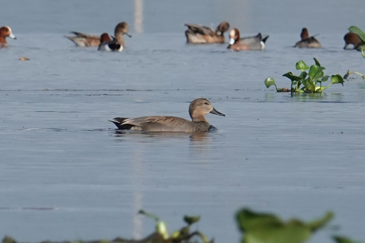 Gadwall - ML612156862