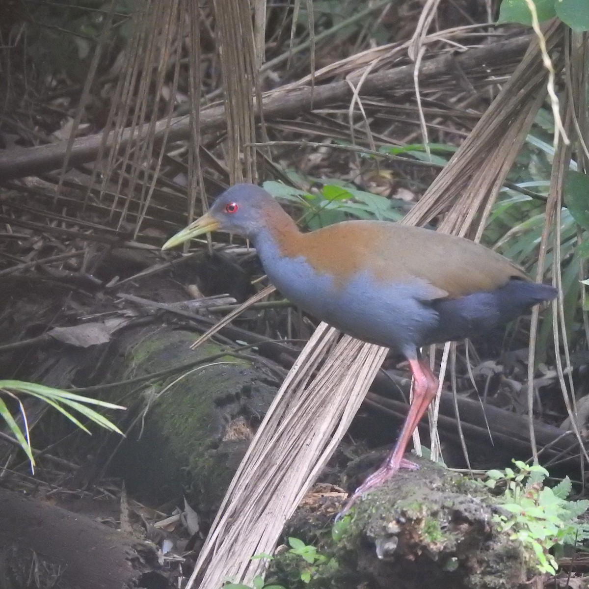 Slaty-breasted Wood-Rail - ML612156955