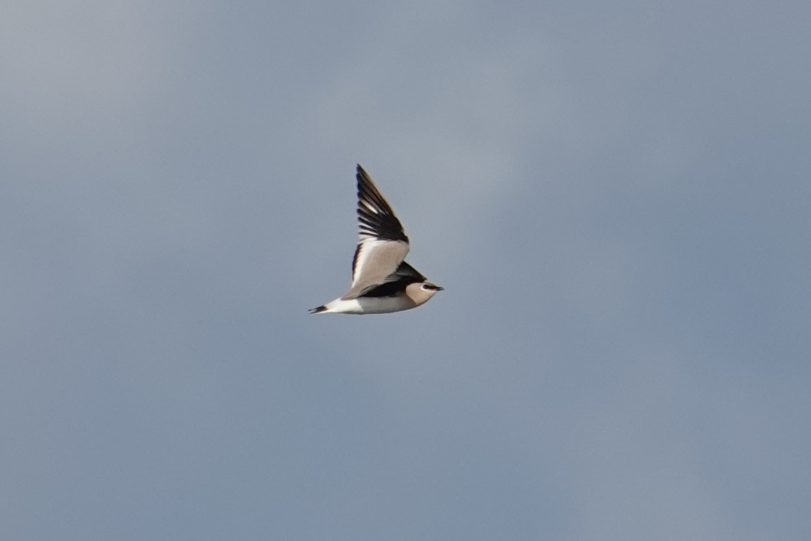 Small Pratincole - Steve Kornfeld